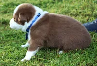 Shane, a male Australian Shepherd for sale in Cookeville, TN – 4 of 10