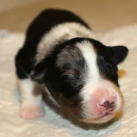Dixie, a female Australian Shepherd for sale in Cookeville, TN – 5 of 10