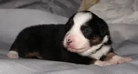 Josie, a female Australian Shepherd for sale in Cookeville, TN – 3 of 8