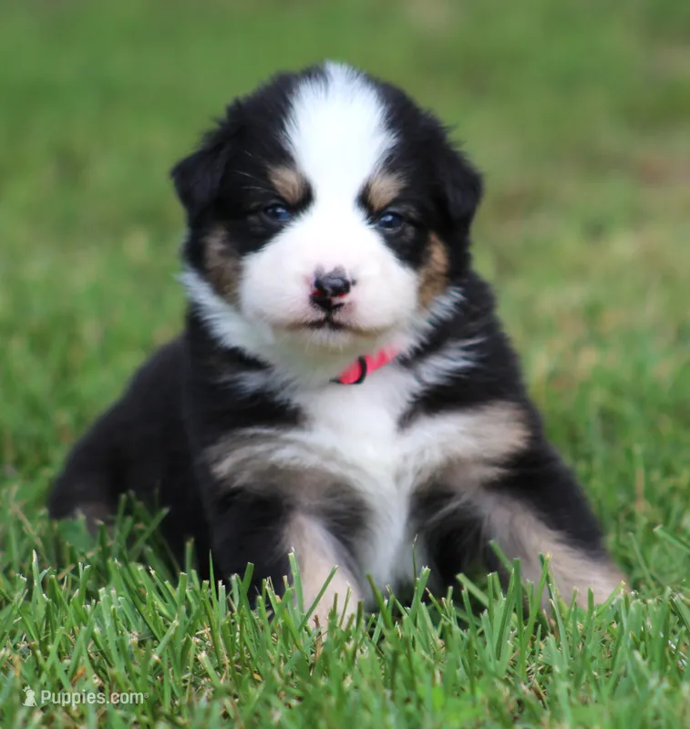 Lindsay – Australian Shepherd puppy for sale in Cookeville, TN