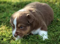 Ellie, a female Australian Shepherd for sale in Cookeville, TN – 5 of 7