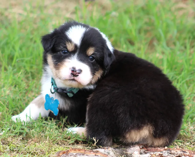Jackie – Australian Shepherd puppy for sale in Cookeville, TN