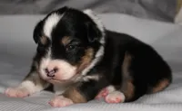 Flash, a male Australian Shepherd for sale in Cookeville, TN – 3 of 8