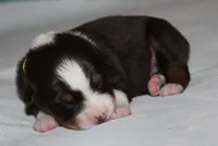 Harlie, a female Australian Shepherd for sale in Cookeville, TN – 8 of 10