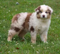 Maggie May, a female Australian Shepherd for sale in Cookeville, TN – 10 of 10