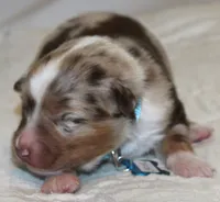 Carter, a male Australian Shepherd for sale in Cookeville, TN – 6 of 10