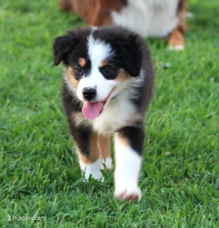 Jenna – Australian Shepherd puppy for sale in Cookeville, TN