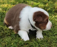 Scout, a male Australian Shepherd for sale in Cookeville, TN – 9 of 9