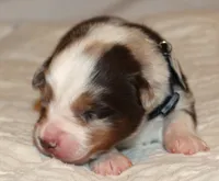 Alex, a male Australian Shepherd for sale in Cookeville, TN – 2 of 9