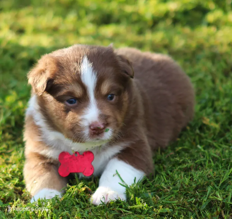 Ellie – Australian Shepherd puppy for sale in Cookeville, TN