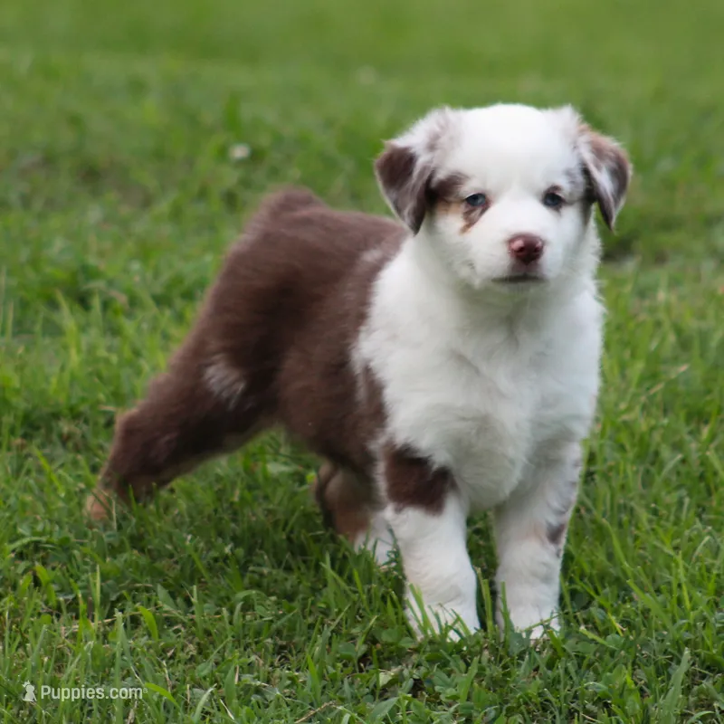 Roxy – Australian Shepherd puppy for sale in Cookeville, TN