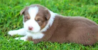 Pearl, a female Australian Shepherd for sale in Cookeville, TN – 6 of 9