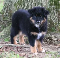 Jackson, a male Australian Shepherd for sale in Cookeville, TN – 4 of 9