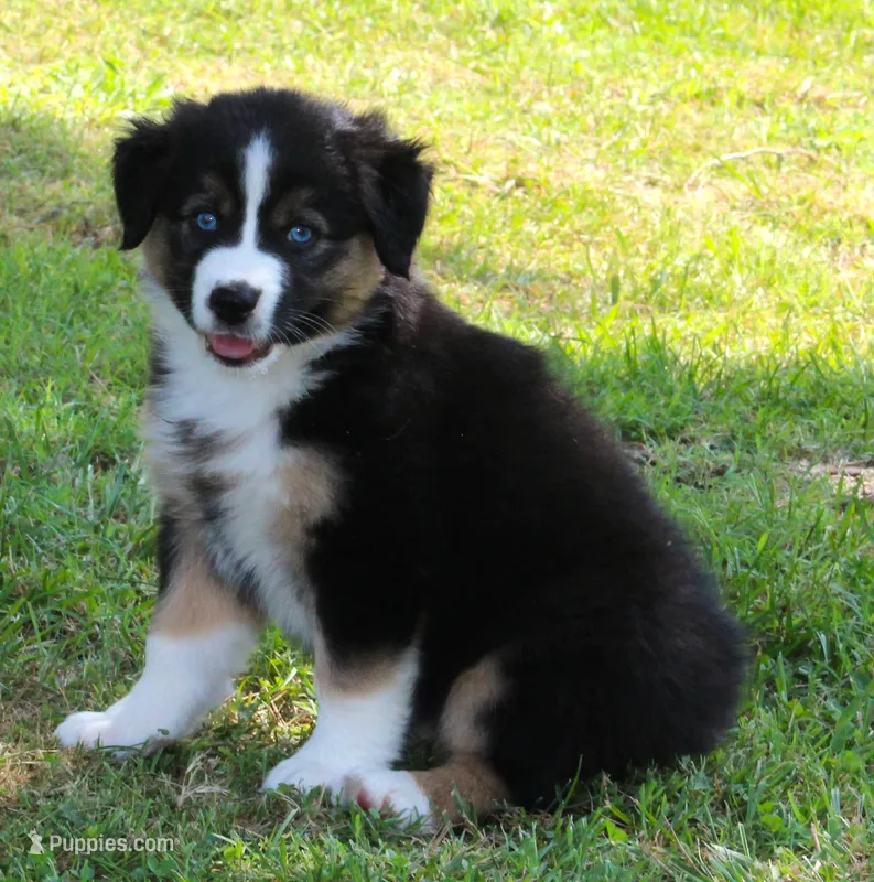 Ella – Australian Shepherd puppy for sale in Cookeville, TN