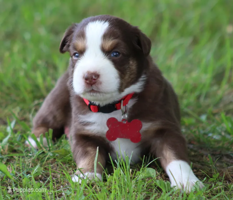 Ryder – Australian Shepherd puppy for sale in Cookeville, TN