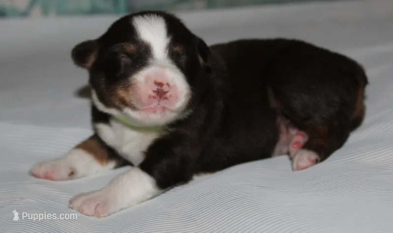 Harlie – Australian Shepherd puppy for sale in Cookeville, TN