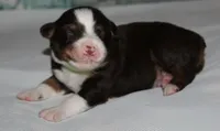 Harlie, a female Australian Shepherd for sale in Cookeville, TN – 1 of 10