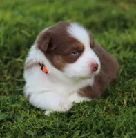 Pearl, a female Australian Shepherd for sale in Cookeville, TN – 3 of 9