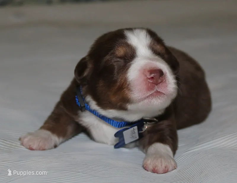 Whiskey – Australian Shepherd puppy for sale in Cookeville, TN