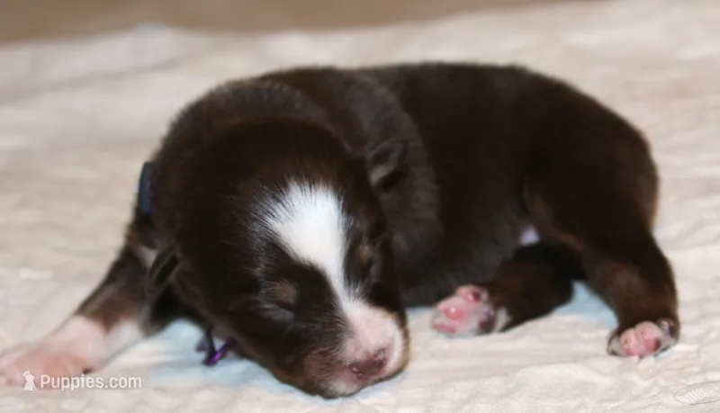 Gracie – Australian Shepherd puppy for sale in Cookeville, TN