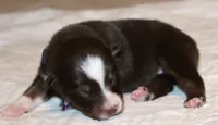 Gracie, a female Australian Shepherd for sale in Cookeville, TN – 1 of 8