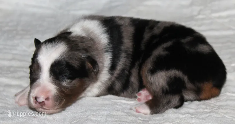 Savannah – Australian Shepherd puppy for sale in Cookeville, TN