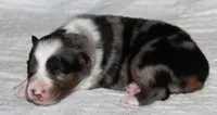Savannah, a female Australian Shepherd for sale in Cookeville, TN – 1 of 10