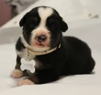 trooper, a male Australian Shepherd for sale in Cookeville, TN – 4 of 6