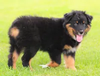Jackson, a male Australian Shepherd for sale in Cookeville, TN – 2 of 9
