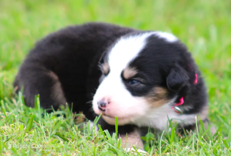 Lindsay – Australian Shepherd puppy for sale in Cookeville, TN