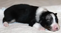 Dixie, a female Australian Shepherd for sale in Cookeville, TN – 3 of 10