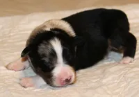 Dixie, a female Australian Shepherd for sale in Cookeville, TN – 1 of 10