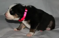 Lindsay, a female Australian Shepherd for sale in Cookeville, TN – 3 of 5