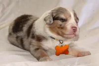 Stevie, a female Australian Shepherd for sale in Cookeville, TN – Photo 4 of 10