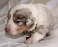 Stevie, a female Australian Shepherd for sale in Cookeville, TN – Photo 5 of 10