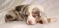 Stevie, a female Australian Shepherd for sale in Cookeville, TN – Photo 6 of 10