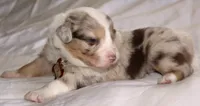 Stevie, a female Australian Shepherd for sale in Cookeville, TN – Photo 8 of 10