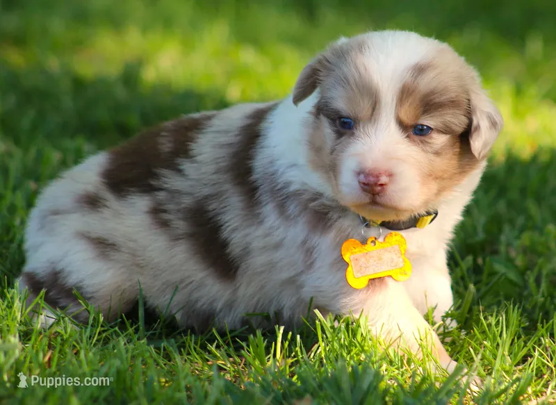 Stevie – Australian Shepherd puppy for sale in Cookeville, TN