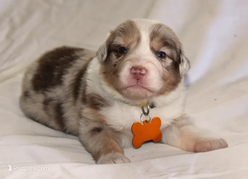 Stevie – Australian Shepherd puppy for sale in Cookeville, TN