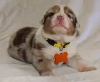 Stevie, a female Australian Shepherd for sale in Cookeville, TN – Photo 3 of 10