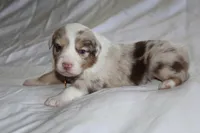 Stevie, a female Australian Shepherd for sale in Cookeville, TN – Photo 10 of 10