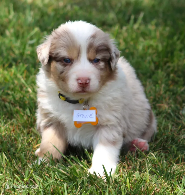 Stevie – Australian Shepherd puppy for sale in Cookeville, TN