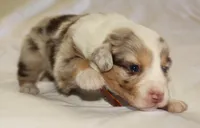 Stevie, a female Australian Shepherd for sale in Cookeville, TN – Photo 7 of 10