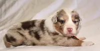 Stevie, a female Australian Shepherd for sale in Cookeville, TN – Photo 9 of 10