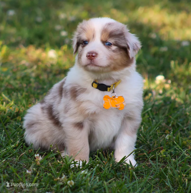 Stevie – Australian Shepherd puppy for sale in Cookeville, TN