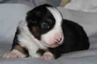 Josie, a female Australian Shepherd for sale in Cookeville, TN – 4 of 8