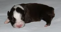 Piper, a female Australian Shepherd for sale in Cookeville, TN – 5 of 8