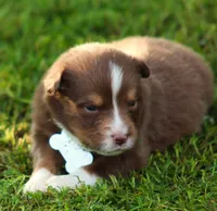 springer, a male Australian Shepherd for sale in Cookeville, TN – 7 of 9