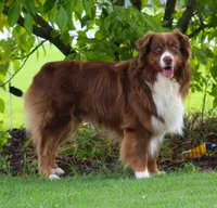 Savannah, a female Australian Shepherd for sale in Cookeville, TN – 9 of 10