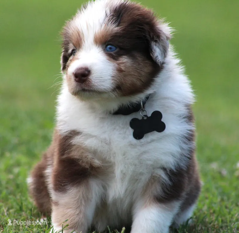Carter – Australian Shepherd puppy for sale in Cookeville, TN